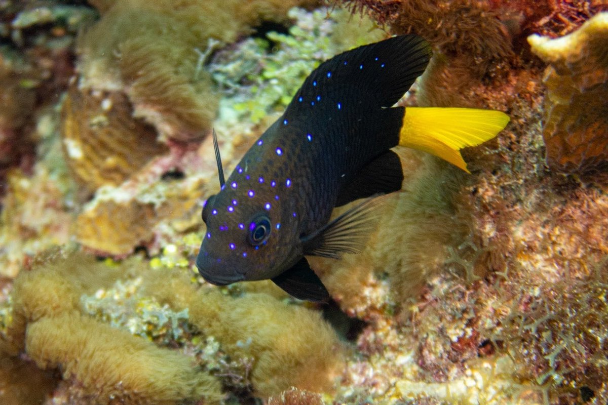 Arvin57588017's tweet photo. #my #Favorite #fish #intheocean #shinelikeadimond https://t.co/0t8878lpyx