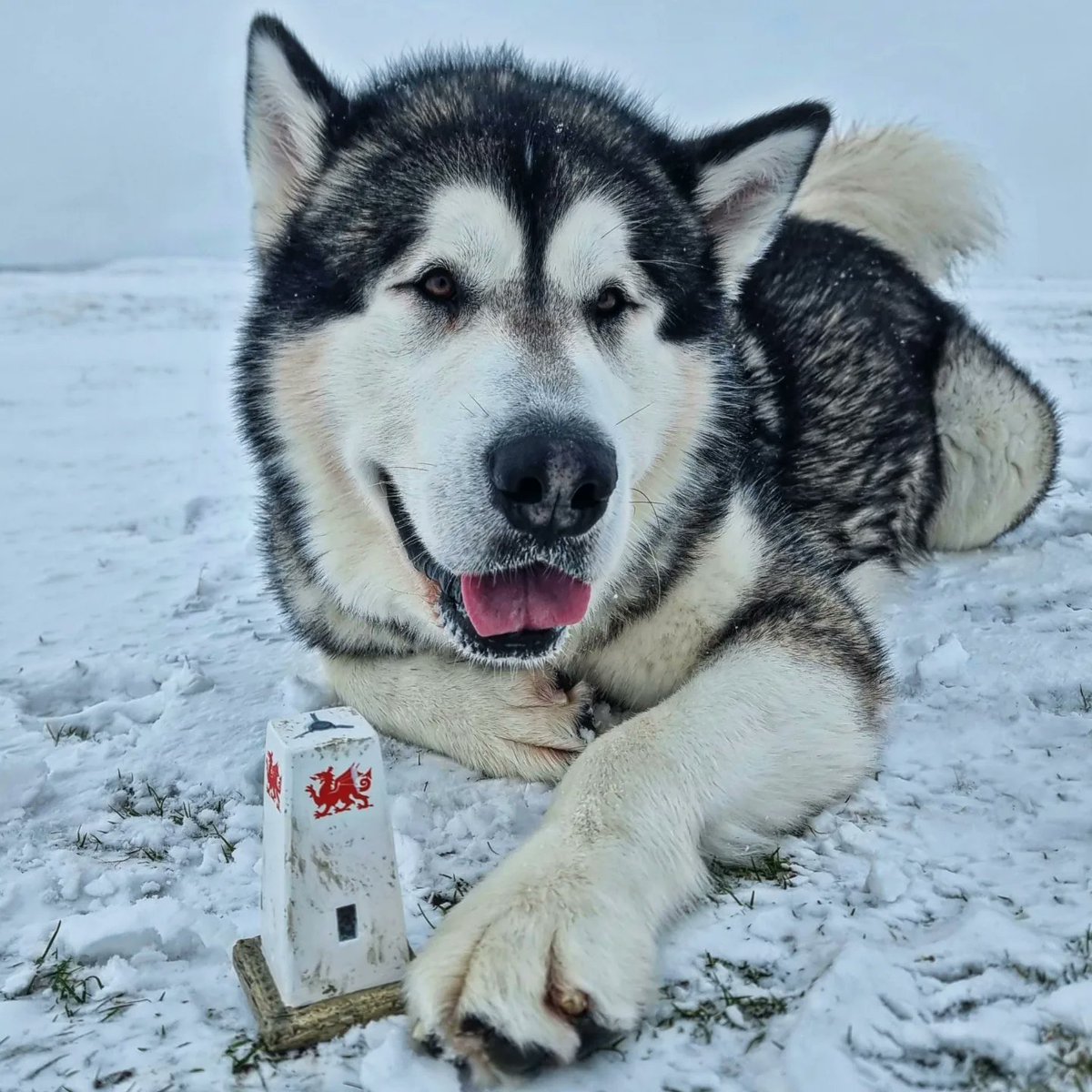 ashermarley's tweet image. My very own miniature replica Fan Frynych trig point ❤️ @OSleisure #trigpoint #breconbeaconsnationalpark #BreconBeacons