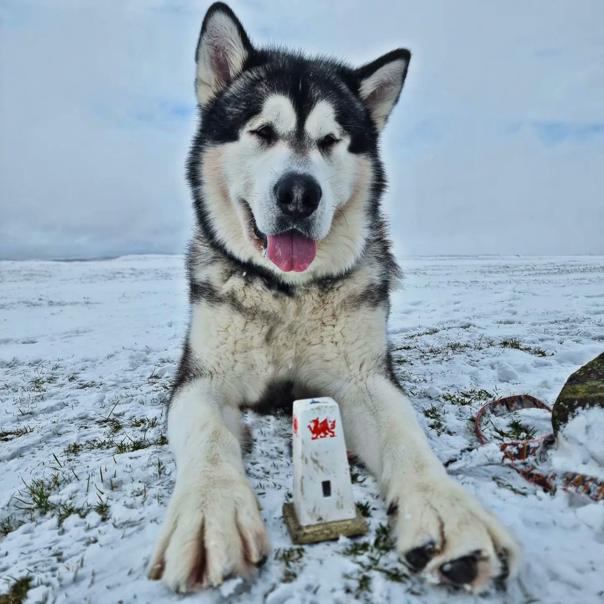 ashermarley's tweet image. My very own miniature replica Fan Frynych trig point ❤️ @OSleisure #trigpoint #breconbeaconsnationalpark #BreconBeacons