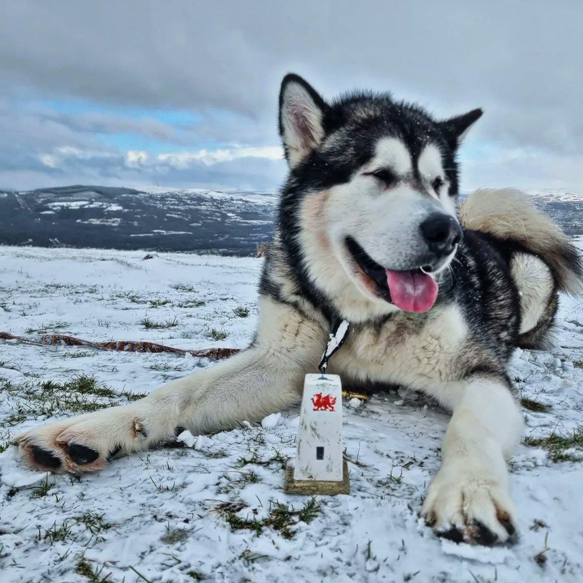 ashermarley's tweet image. My very own miniature replica Fan Frynych trig point ❤️ @OSleisure #trigpoint #breconbeaconsnationalpark #BreconBeacons