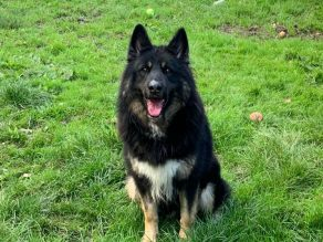 Penny2449's tweet photo. Bear 4 yr old GSD x Husky he's a challenge, needs an experienced confident owner who will be firm with him, more info/adopt him from @gsrescueelite UK https://t.co/eXULJChJBm