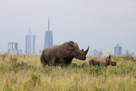 AfricaViewFacts's tweet photo. Kenya's 🇰🇪 Capital, Nairobi is the only Capital City in the world with a national park within it. 

One can get to enjoy a safari experience 15 minutes away from Nairobi metropolis. https://t.co/7lKhRhcwZK