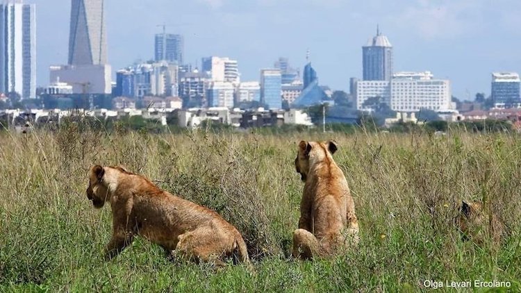 AfricaViewFacts's tweet photo. Kenya's 🇰🇪 Capital, Nairobi is the only Capital City in the world with a national park within it. 

One can get to enjoy a safari experience 15 minutes away from Nairobi metropolis. https://t.co/7lKhRhcwZK