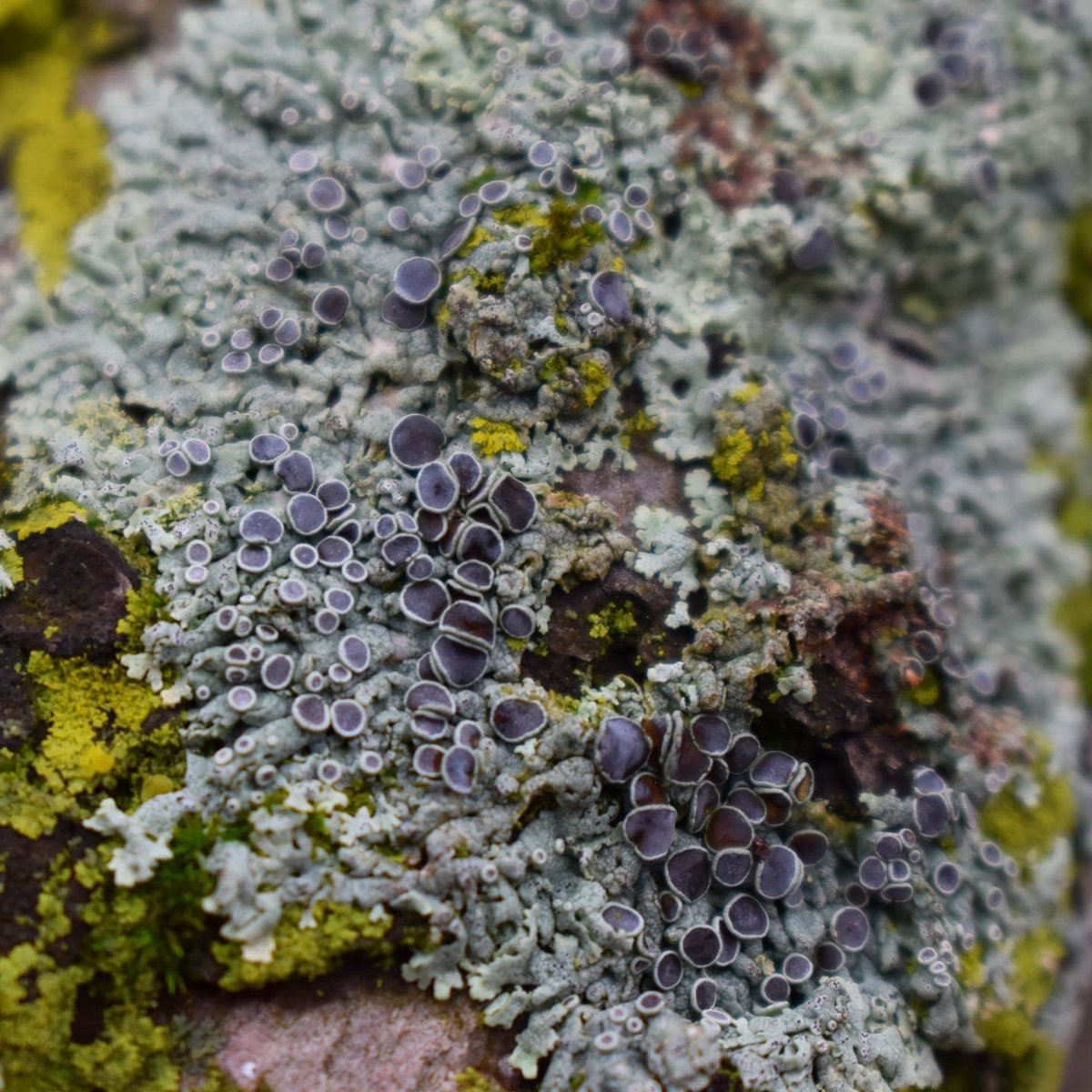 more than mushrooms tweet media