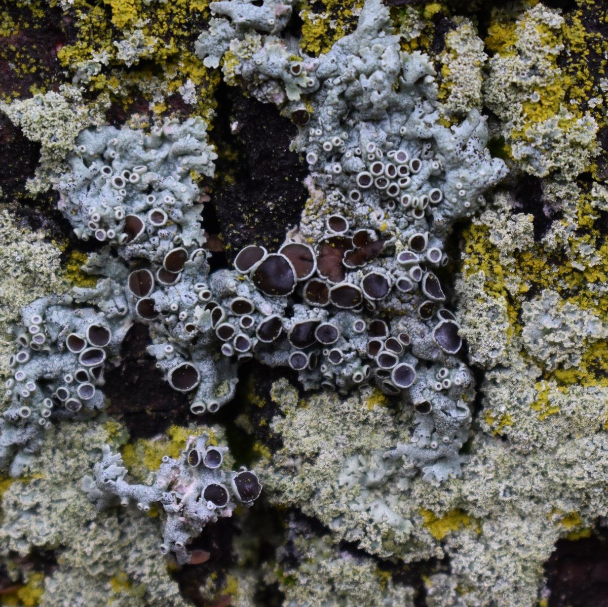 more than mushrooms tweet media