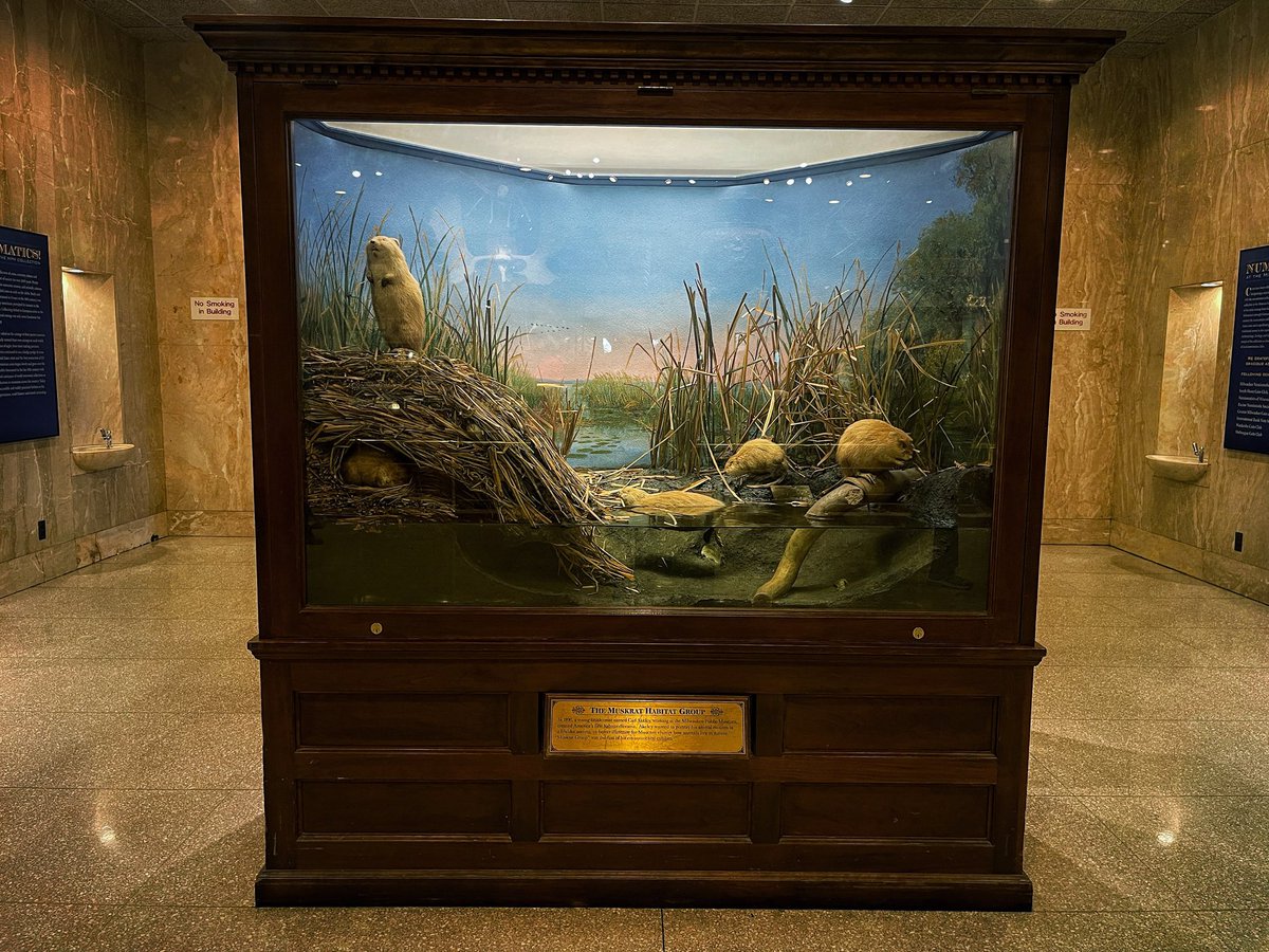 So many people pass by this exhibit by the Milwaukee Public Museum’s bathrooms and don’t realize it’s one of the most important pieces of not just this museum, but natural history institutions across the world.