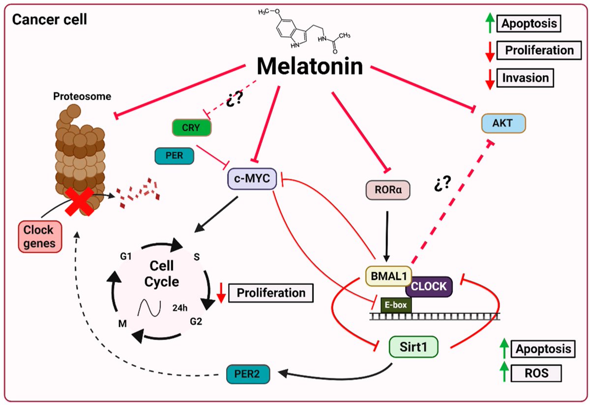 🌇 Role of #Melatonin in #Cancer

Review aims to describe &amp; clarify role of clock genes in cancer, as well as possible mechanisms of action of melatonin through which it regulates expression of tumor’s circadian machinery.

👇
mdpi.com/2080484
<a href="/HealthyFellow/">J P Fanton</a> <a href="/Grimhood/">Mg2+ Papi, the BowTied Mg2+</a>