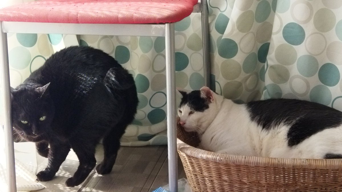 tonyzett400fuzz's tweet image. 猫のナオヤくんもいいけどウチの猫もね！
#GodsofDecay