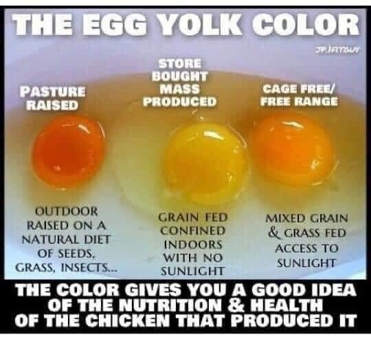 Which egg do you prefer?? 🤔🍳

#NaturalAwakeningsCC #happyhumpday #eggs101 #organiceggs #freerangechickens #pastureraised