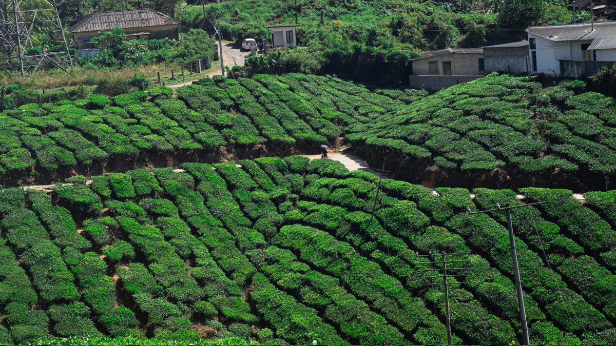 ClicksNima's tweet photo. Renowned for Ayurvedic ☘️🌵#Munnar kerala https://t.co/C6cmowSIXx