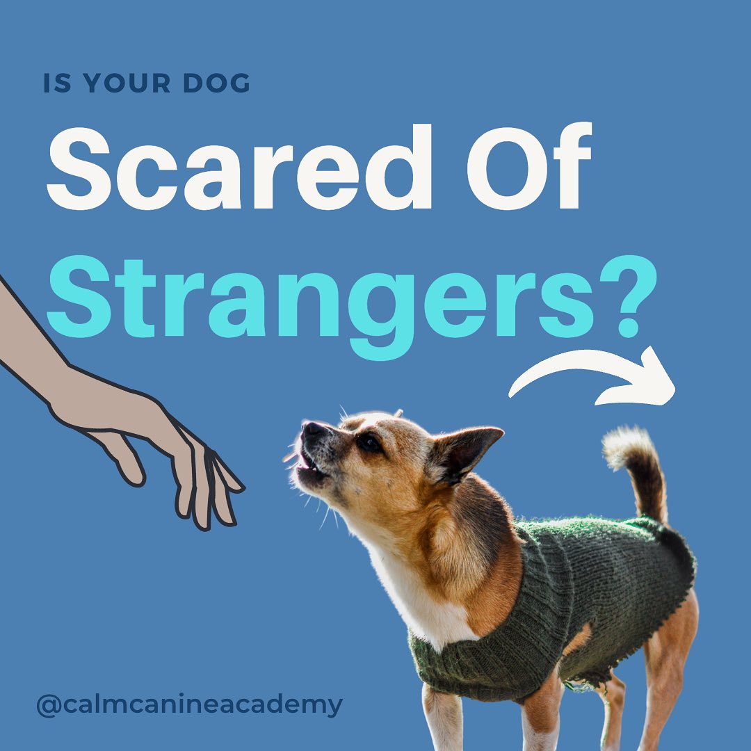 calmcanineacade's tweet image. Does your dog lunge, bark, or avoid new people? 

This post outlines the steps we go through to help support and heal our dogs with stranger fear and aggression

Does your dog struggle with new people?

Share in the comments 

#DogTraining #DogTrainingTips #DogTrainingAdvice #Dog