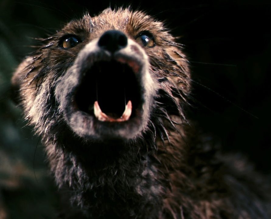 FictionalFoxes's tweet photo. Fox (Antichrist) https://t.co/tt02BVmkLw