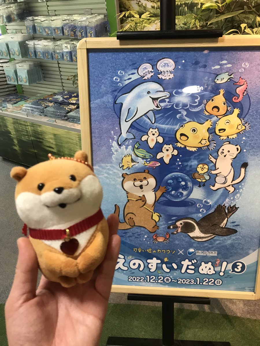 可愛い嘘のカワウソ on X: 