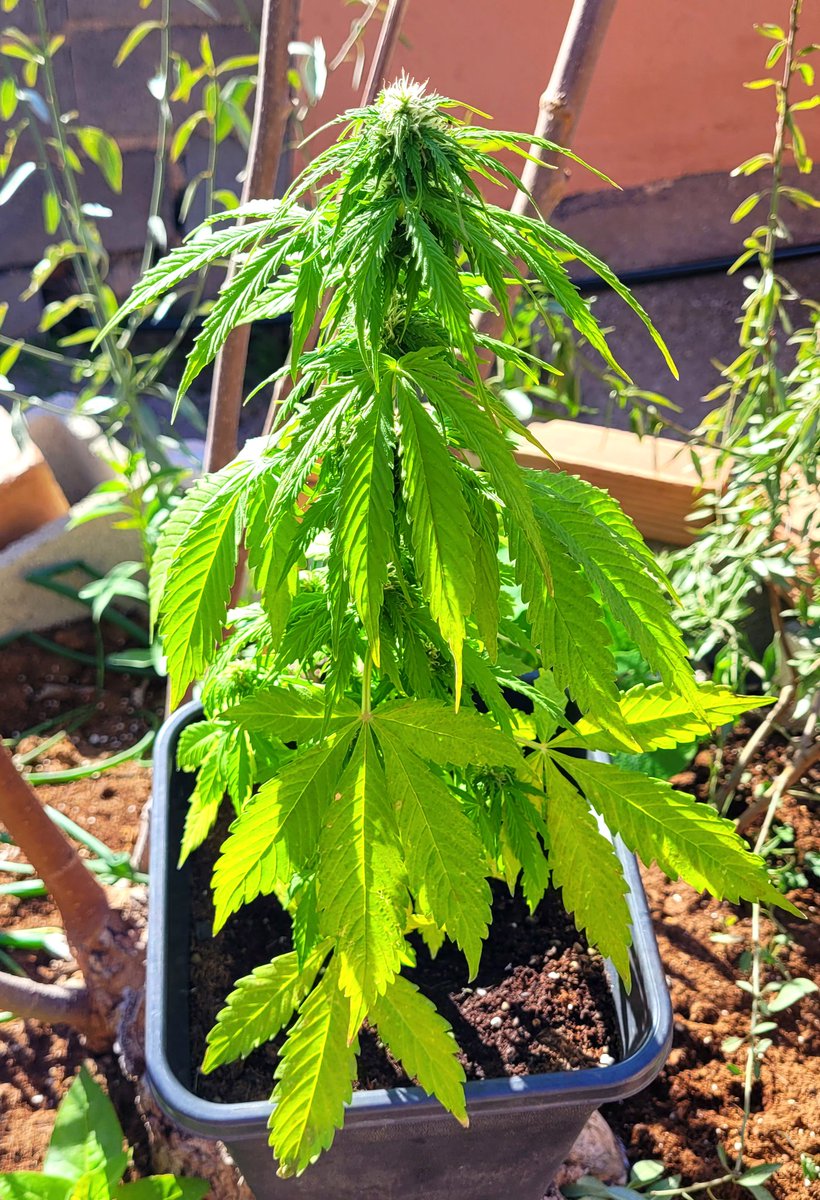 RaulSantos1981's tweet photo. #SomangoAuto
#Autocultivo en Exterior fuera de temporada! 🤫
Powered by @ProXL_Spain
#cannabiscomunity #WeedLovers https://t.co/Xh7LUu4bq6