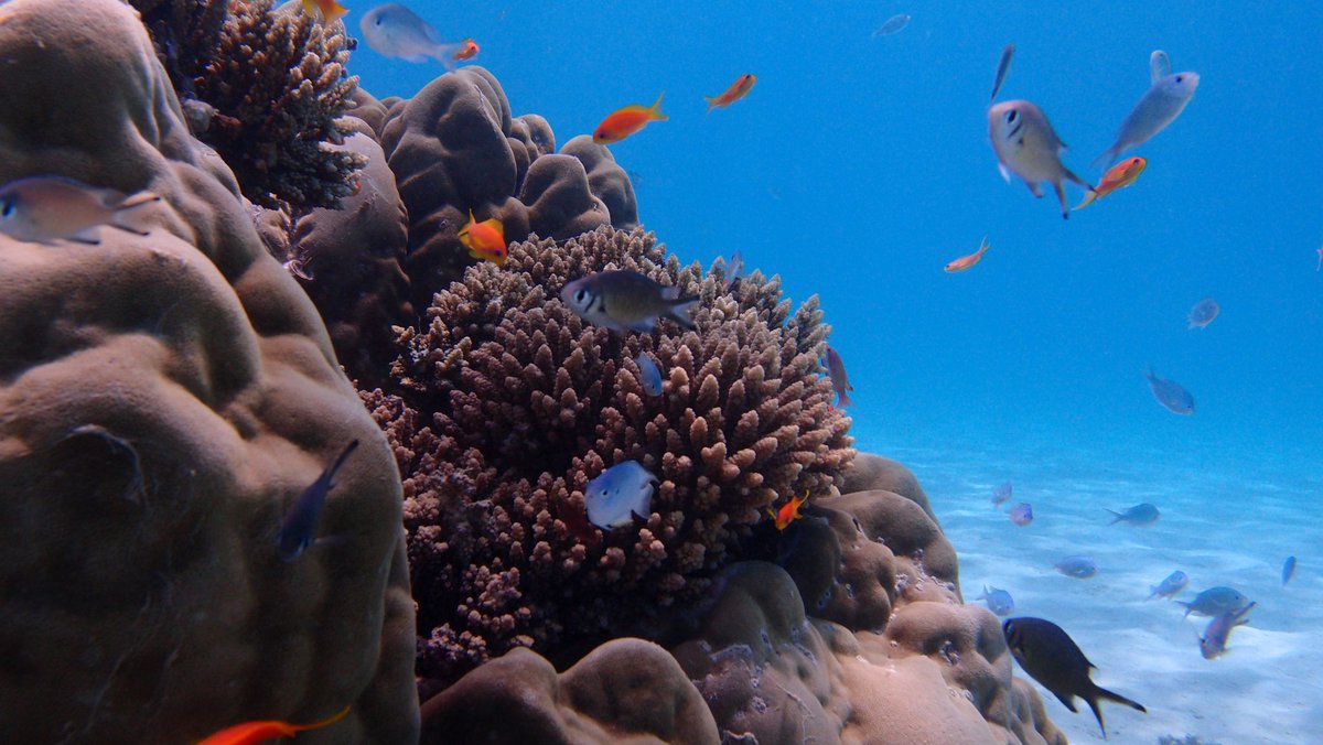 Solene Peiou tweet media