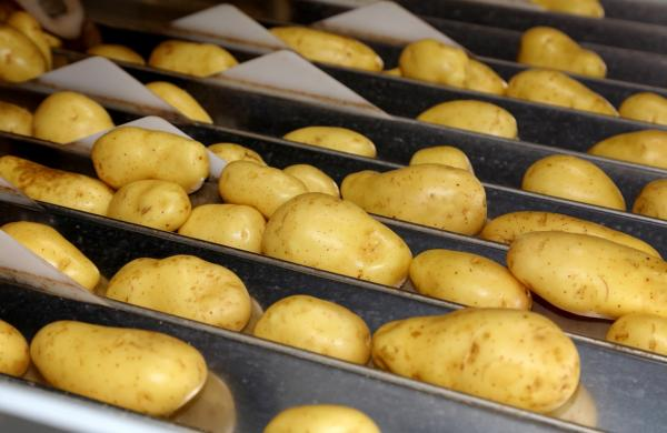 Belgium exports processed potatoes to more than 150 countries.
The annual export is more than €1.75 billion ($1.97 billion) each year.
Total area of Belgium is 30,000 square km, slightly larger than Bahawalpur (25,000 square km).