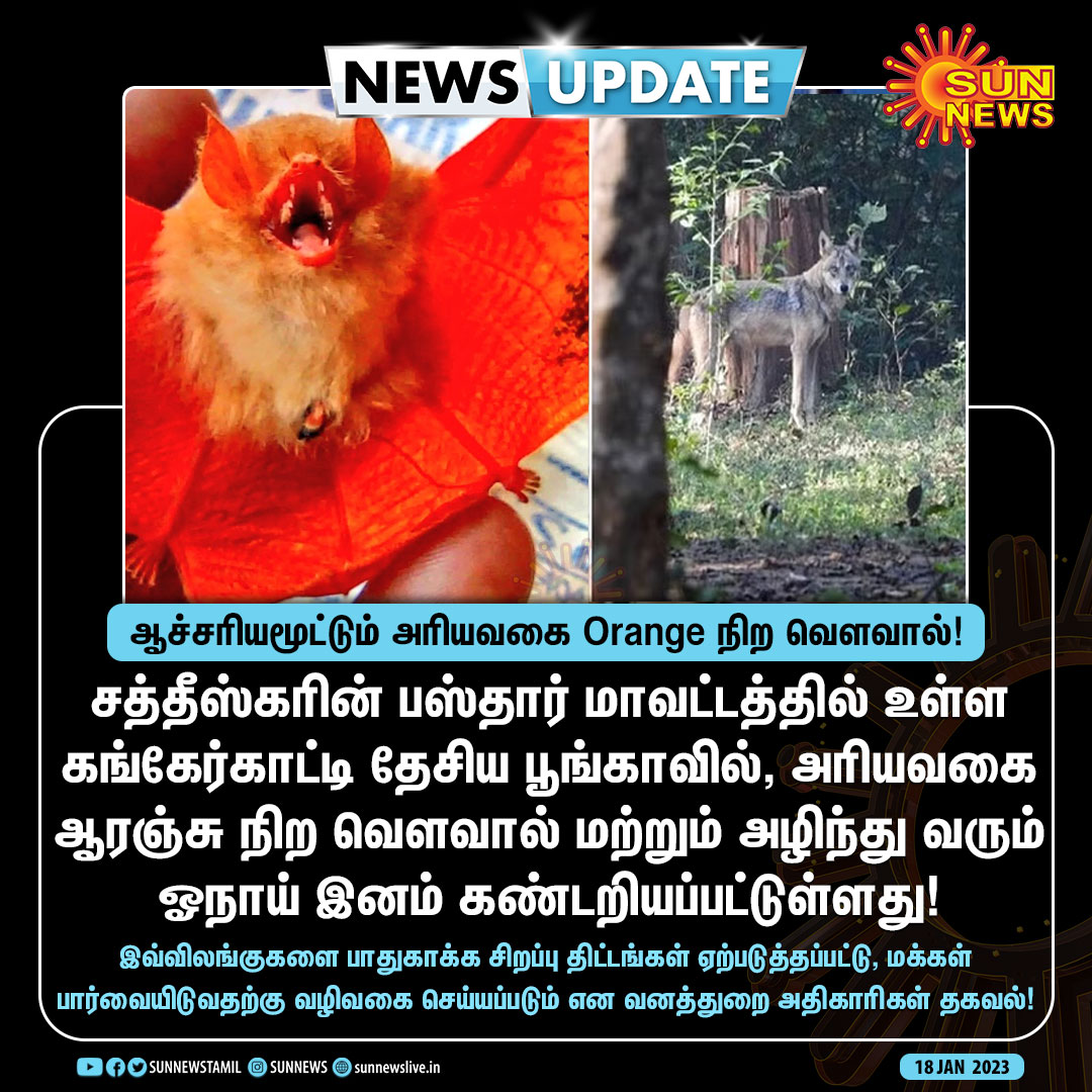 sunnewstamil's tweet photo. #NewsUpdate | ஆச்சரியமூட்டும் அரியவகை Orange நிற வெளவால்!

#SunNews | #Chattisgarh | #OrangeBat | #EndangeredSpecies https://t.co/RDf2ValANf
