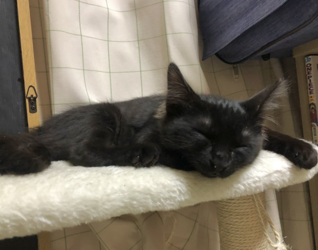 rncf1716's tweet photo. before ▷ after  🐈‍⬛…🐈…
#猫のいる暮らし　#猫好きさんと繋がりたい　#猫写真　#成長記録 https://t.co/tUhxgD2iXf