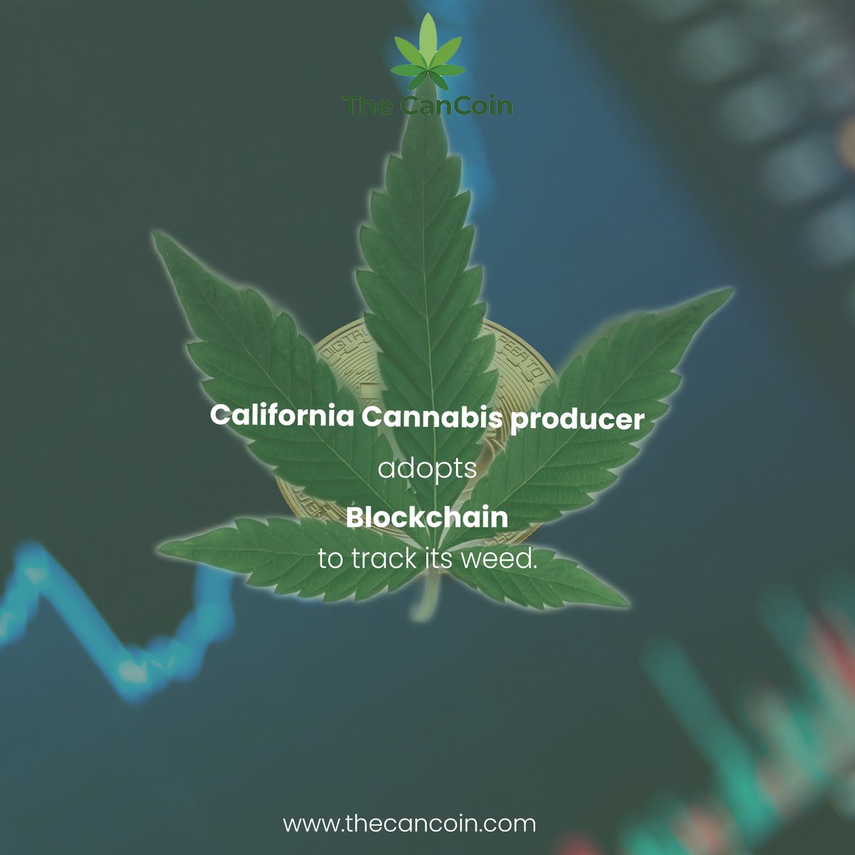 thecancoin's tweet photo. #cannabis industry has hopped on the latest technology! Hurray! California cannabis producer is now using blockchain technology to track the authenticity of its medical #cannabis with the use of smart contract. 

#thecancoin #cancoin #Canna #Defi #CeFi #NFT #metaverse 1/2 https://t.co/690OgaLzDv