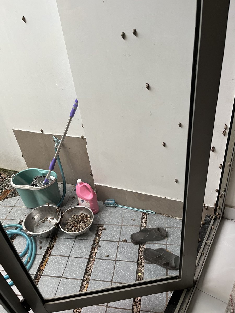 layered's tweet photo. Wife brought home snails from the market, but failed to cover them. By lunchtime they were invading the house. https://t.co/1c7QatiwCq