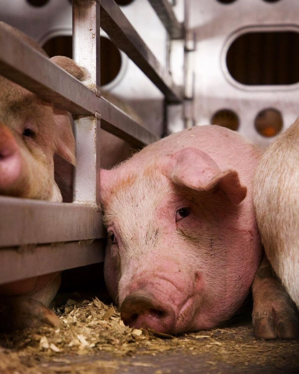 teamveganfta's tweet photo. Veganism acknowledges the intrinsic legitimacy of all life. It recognizes no hierarchy of acceptable suffering among sentient creatures. 
- Stanley Sapon, PhD

📷: Robert Sud taken at @laanimalsave

#vegan #life #pig #veganfortheanimals #animalrights https://t.co/tM1CKCAwB1