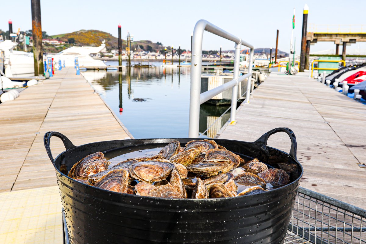 BangorUni's tweet photo. Bangor University and @OfficialZSL have been awarded funding to run the ‘Restoring Wild Oysters to Conwy Bay’ project on the North Wales coast. The 2yr project aims to restore European native oyster habitat and a community of associated organisms.

➡️ https://t.co/jbtW9UOMYU https://t.co/c6qcoMqVcz