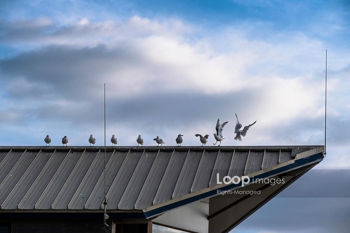 LoopImages (@loopimages) on Twitter photo A row of European Herring Gulls perched on the roof of a building in Cornwall in the UK in Europe <a href="/GordonScammell/">🏴 Gordon Scammell 🏴</a> #newquay #cornwall #gulls #perch #roof #row #seabirds #herring A row of European Herring Gulls perched on the roof of a building in Cornwall in the UK in Europe <a href="/GordonScammell/">🏴 Gordon Scammell 🏴</a> #newquay #cornwall #gulls #perch #roof #row #seabirds #herring