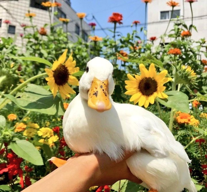 💐🌿🦆🌺duck flowers 🌾🌸🌱