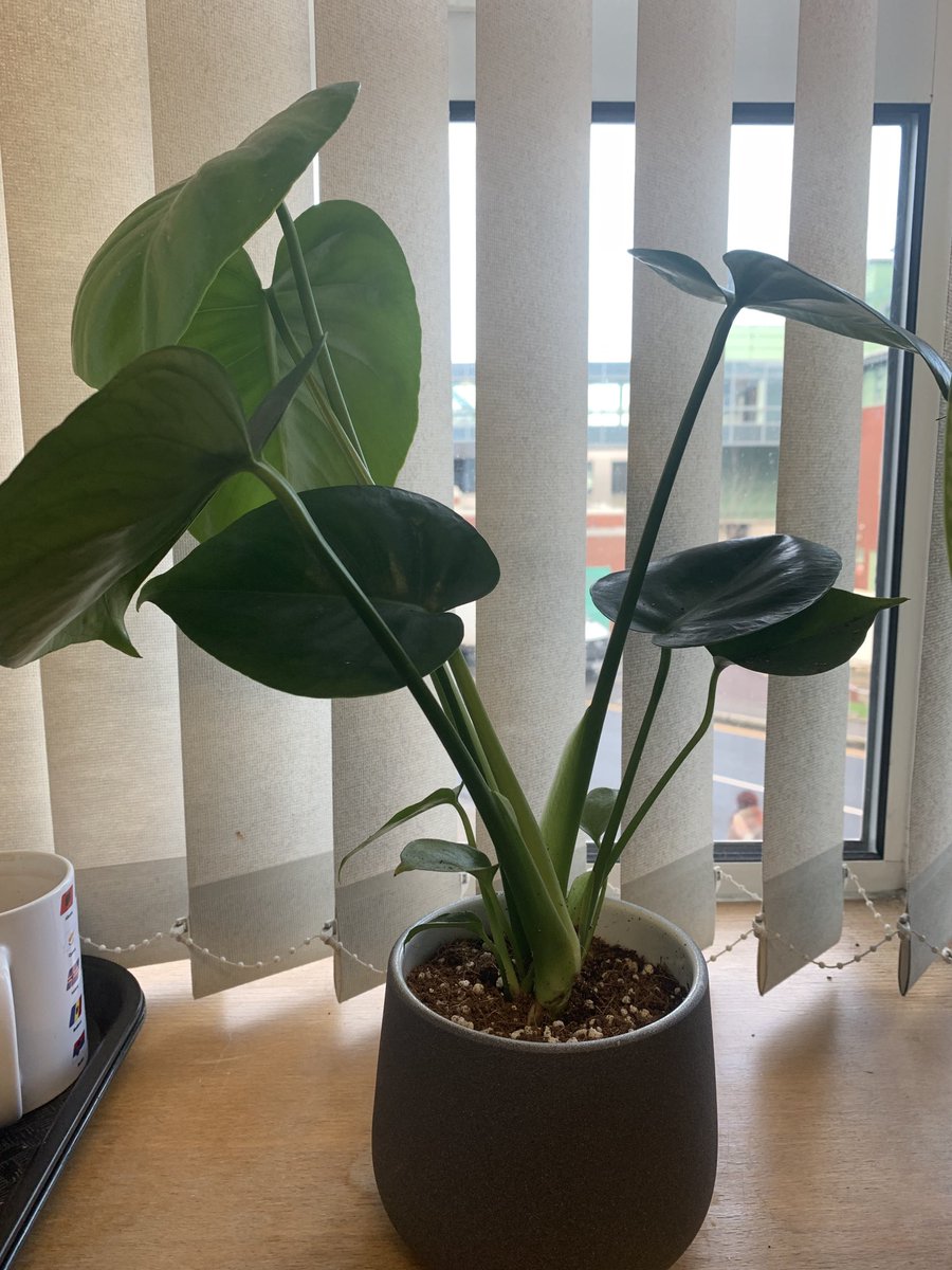 ⁦<a href="/GreenerLUHFT/">Sustainability @ LUHFT</a>⁩  - Boom our new pat tested office plant