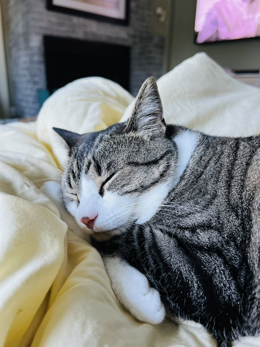 KitHasArrived's tweet photo. Some words of wisdom to start your Wednesday: Never put off until tomorrow what you can do next week. Today, I prefer sleep. #CatsofTwittter https://t.co/kr26E1kT2g