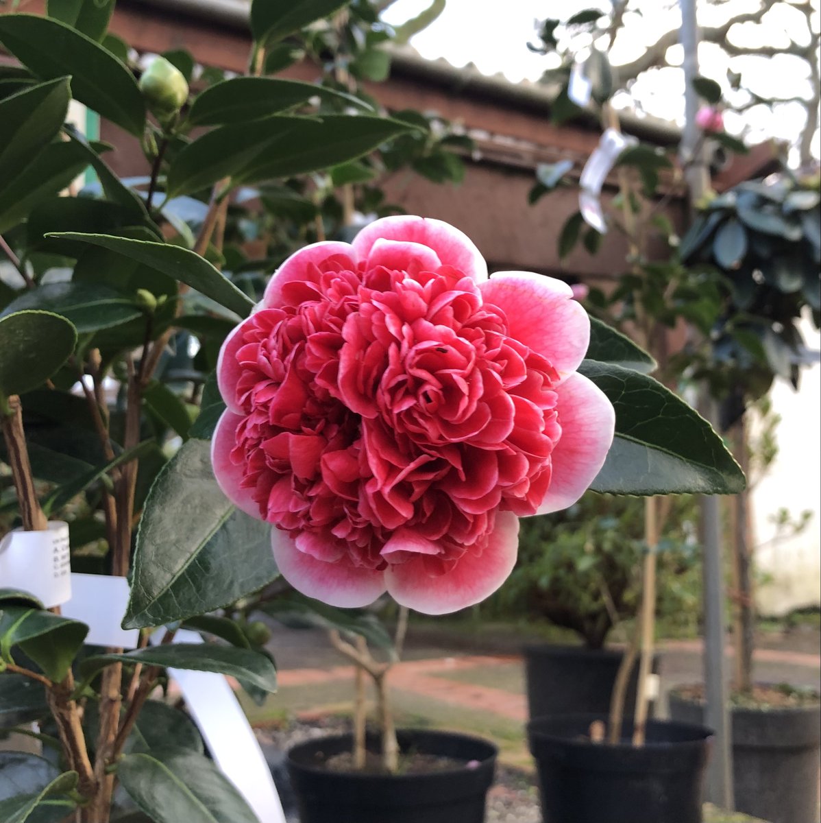 Camellia japonica Volunteer in flower and looking stunning in our plant centre! #Camellias #winterflowers #pinkflowers #plantsmakepeoplehappy #inbloom #Flowers #Camellia #beautiful