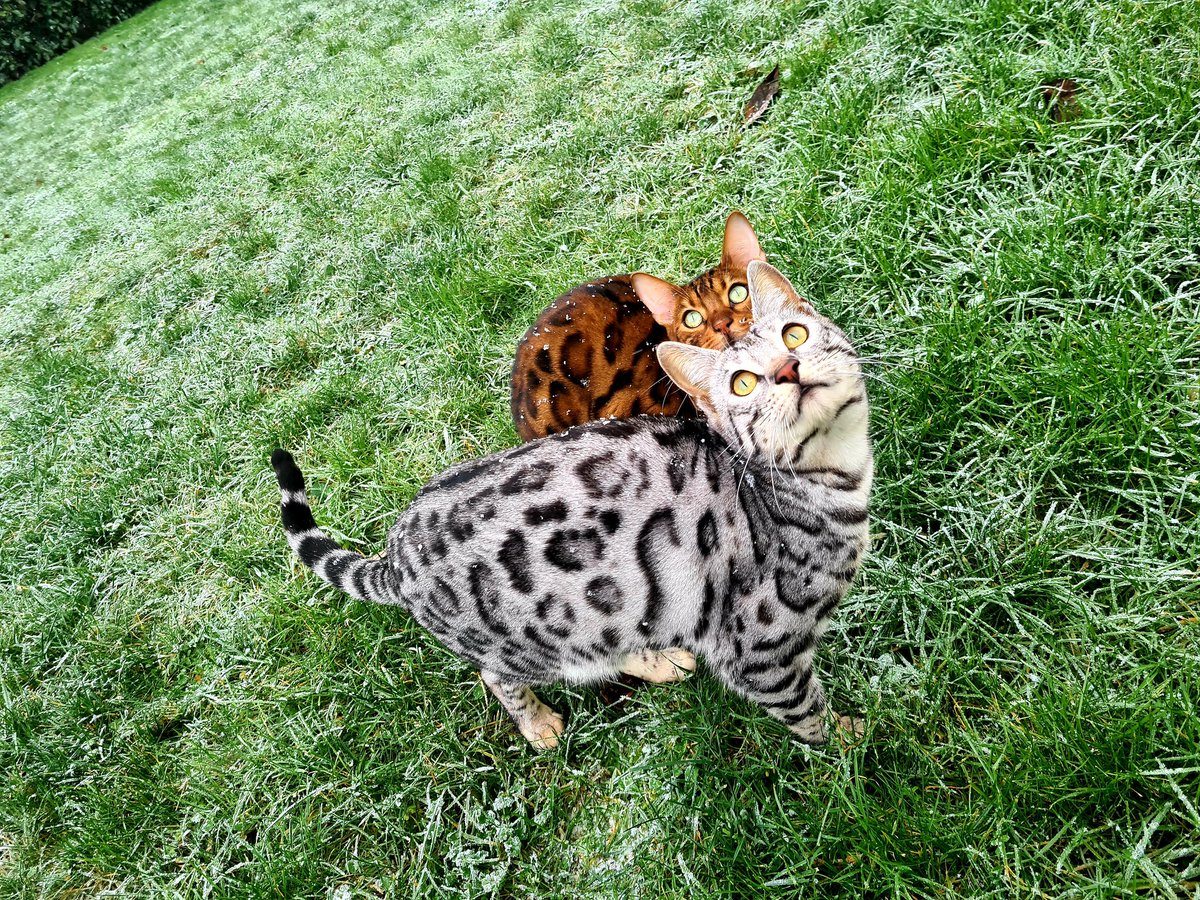 GibsonShauna's tweet photo. My little leopards are loving the snow ❄  
#Bengals #snow https://t.co/IOOfw7Ba6q