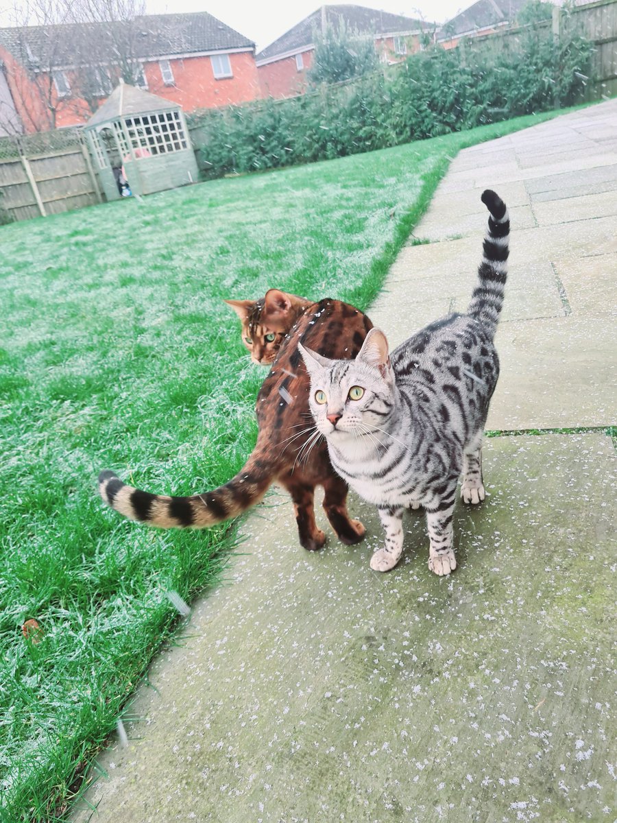 GibsonShauna's tweet photo. My little leopards are loving the snow ❄  
#Bengals #snow https://t.co/IOOfw7Ba6q