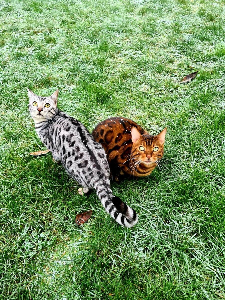 GibsonShauna's tweet photo. My little leopards are loving the snow ❄  
#Bengals #snow https://t.co/IOOfw7Ba6q
