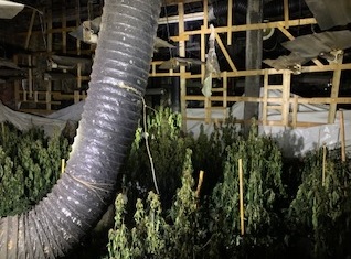 WYP_BatleySpen's tweet photo. On 12 Jan Officers were in attendance at a large mill fire on Bradford Road Batley. Following an investigation this transpired to be an electrical fire likely linked to the electricity that had been bypassed and the reminiscence of a cannabis farm was located and destroyed. https://t.co/6x4JnTND7b