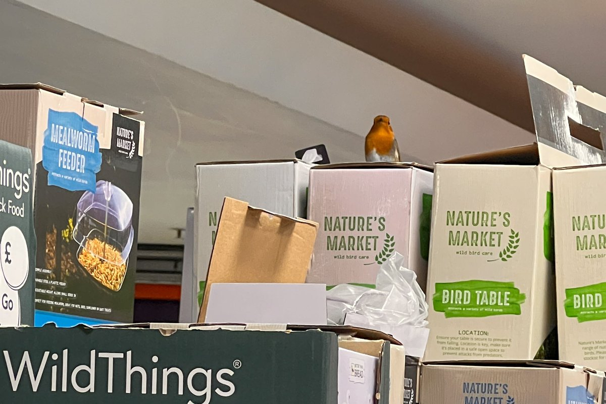 DorsetShazz's tweet photo. Spotted this cheeky little Robin pinching seed without paying! @TheRangeUK 🤣❤️#Wallisdown #Dorset #Robin
@Natures_Voice @DorsetWildlife @harbourbirds https://t.co/zVFB6kuzz6
