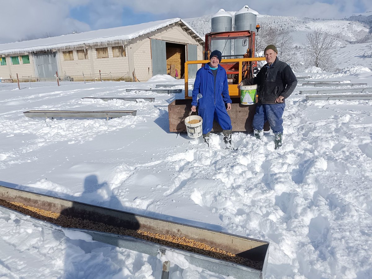 mikelotsagi's tweet photo. 50 cm de nieve aproximadamente en la #bordadeosaba 1050m en Ochagavia. Los pastores a dar de comer a las ovejas! @Noainmeteo  #PirineoNavarro https://t.co/AWa8tnePMM