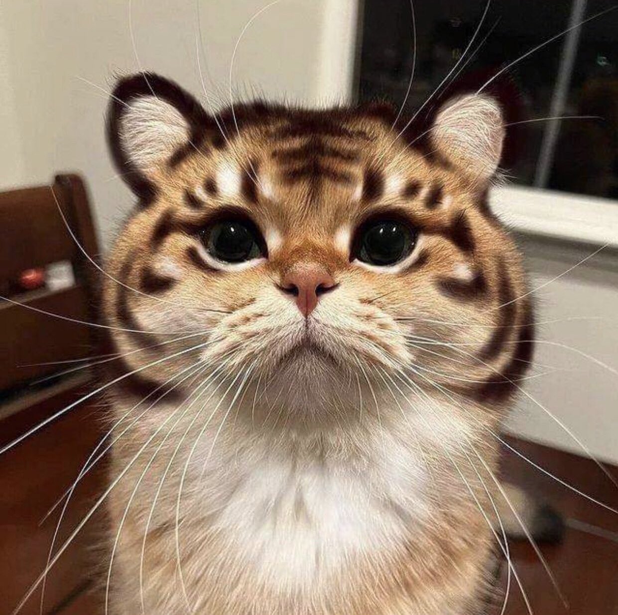 な*な様 虎 トラ 猫 残響 ムラサキ 原画 1点物 (2024年11月) 【公式通販】