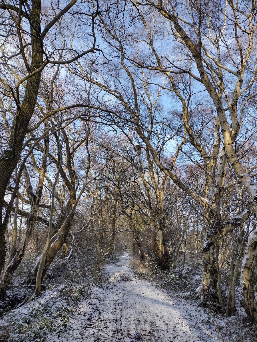 KathTJackson's tweet photo. @LanesTree Tree lined track alongside what is left of Lindow bog https://t.co/mDEFe2pbsY