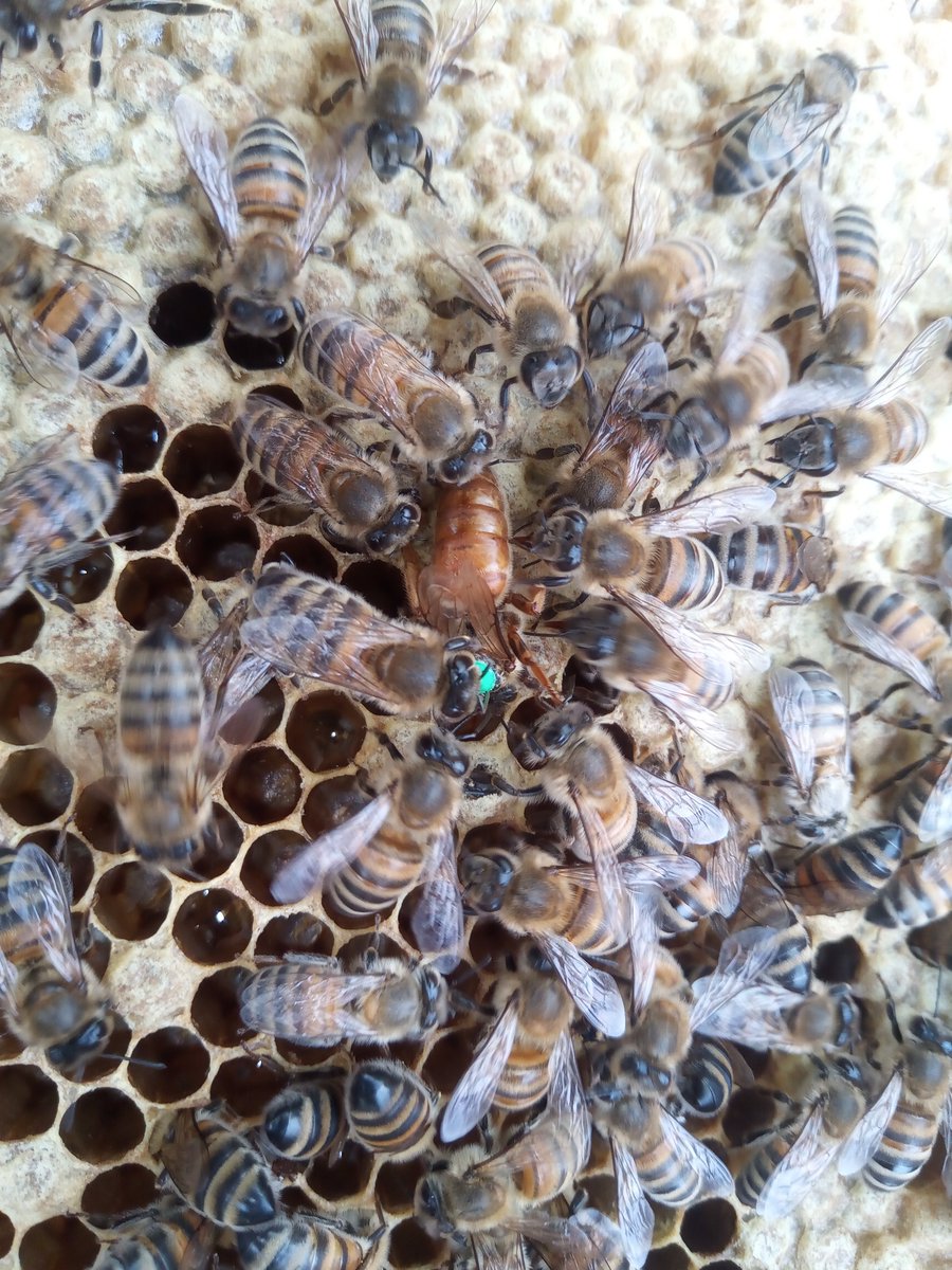 BeesBishops's tweet photo. As the weather warms up the queen increases her laying in the hive. This will increase the hives population and help build-up the colony for the Spring.
#honeybeefacts #bishopsbees #beefacts #honeybees #wildlife #britishwildlife #coolfacts #beekeeping #beekeepinglife #ukbees https://t.co/8lA3ReMmbS