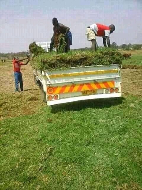 BlessingMeya5's tweet photo. Sayonara landscaping services l do landscaping garden designing garden mantainance coll,0773199249 https://t.co/gBXG1iFQT7