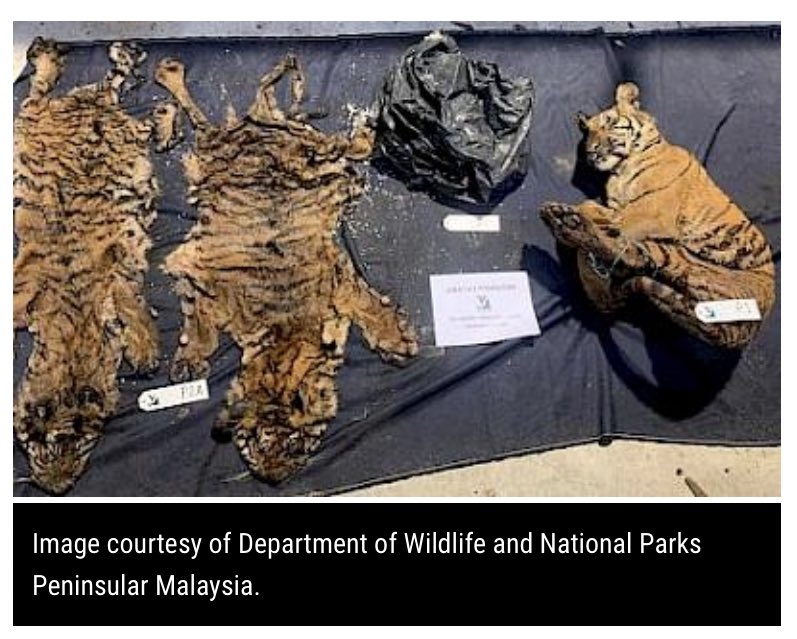 #Malaysia ends Year of the Tiger with a conviction - 10years jail and RM1million fine to a man for illegal possession of #tigers - 1 dead juvenile  and 2 whole tiger skins. 

One of the strongest prosecution outcomes for tiger crime but 3 more #tigers lost tinyurl.com/46a5kxub