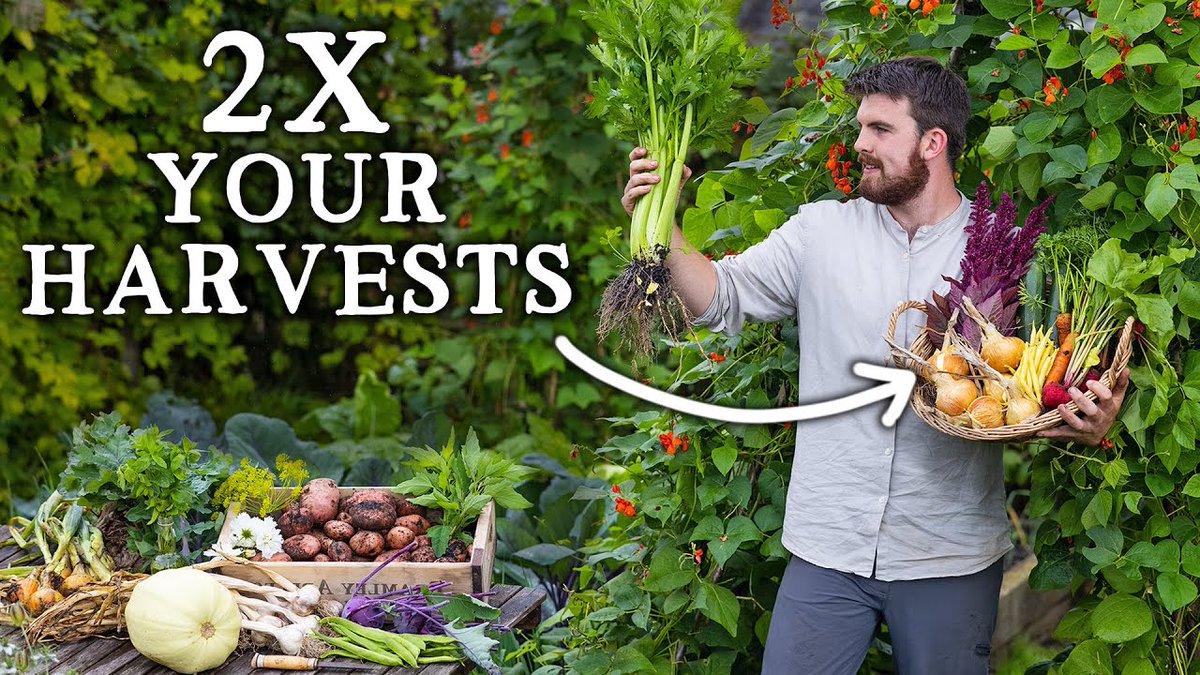 DiningCooking's tweet image. 3 Simple Ways to Double Vegetable #Garden Yields 
 
#Gardening #Huw #HuwRichards #Huwsnursery #KitchenGarden #Permaculture #VegetableGarden #VegetableGardenVideos #VegetableGardening #VegetableGardeningVideos
 
diningandcooking.com/666927/3-simpl…