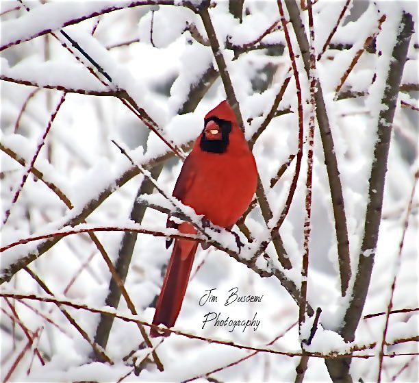 Jbusc33's tweet photo. #cardinals #birds #beauty #backyard #male #wildlife #wildlifephotography #upstateny #birdsofinstagram #birdsoftwitter #cardinalsofinstagram #shadesofred #audobonsociety #just_newyork #your_best_birds @News_8 @bhphoto @13WHAM #picturetokeep_weekly @news10nbc @shutterbugpix https://t.co/lPF72OkLHF