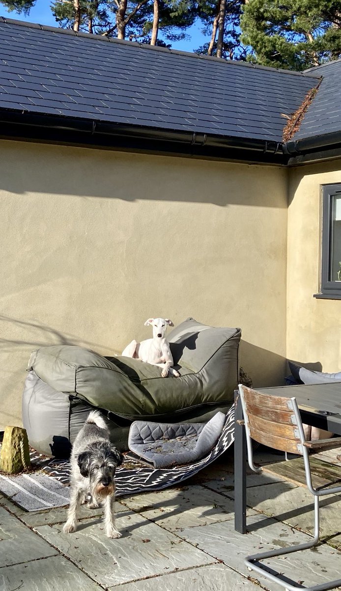 XxBooxX12's tweet photo. When there are sun rays to be enjoyed, but in the absence of real sand dunes, one must use their lateral thinking skills to improvise 😀☀️
#dogsoftwitter #Salukis #sun #schnauzer #dogsarefamily #desertdog #ethogram https://t.co/G8e8BbRPgy