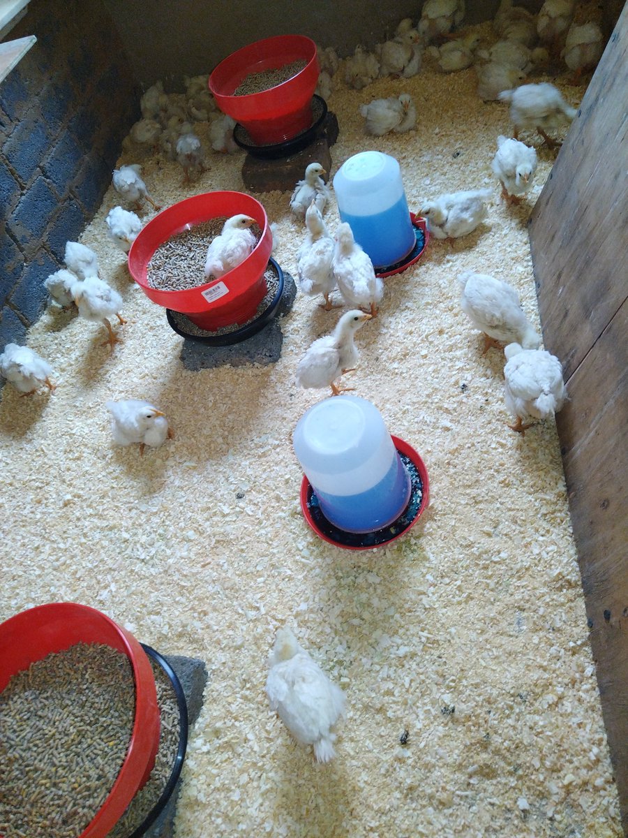 Tibiyo_Poultry's tweet photo. Cleaninness is next to godliness🐥 https://t.co/QReKAU4nrl
