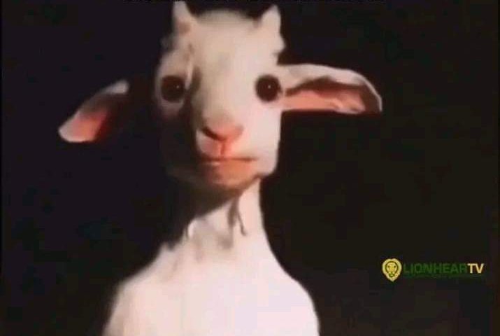 calico_comms's tweet image. Kung ang tagalog ng GOAT ay KAMBING.🐑

What if magpa-comms ka na sa AKIN?🐾
#calicocomms
#acadcommision
#artcommision