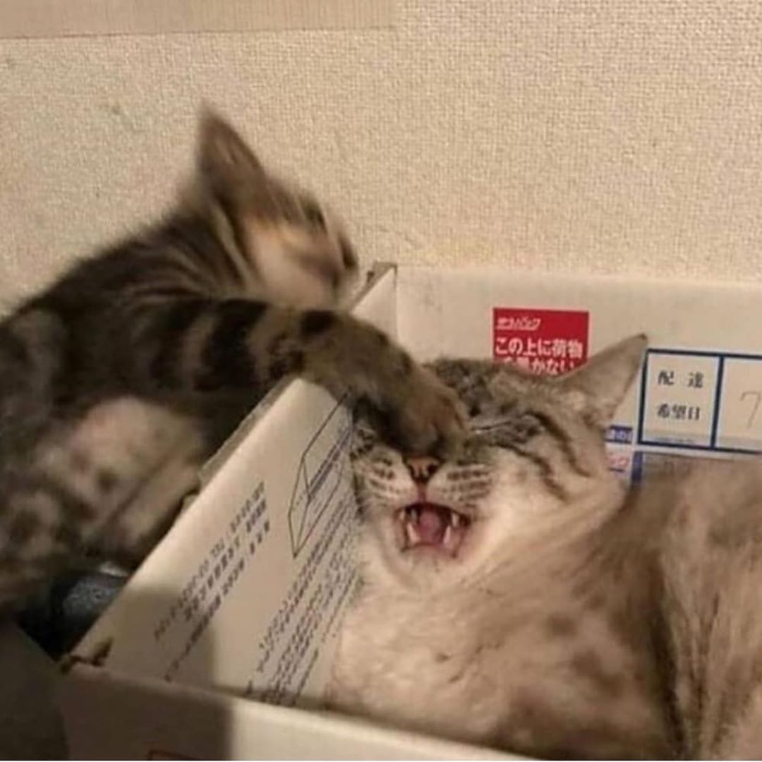 *  WHAT are you IMPLYING.