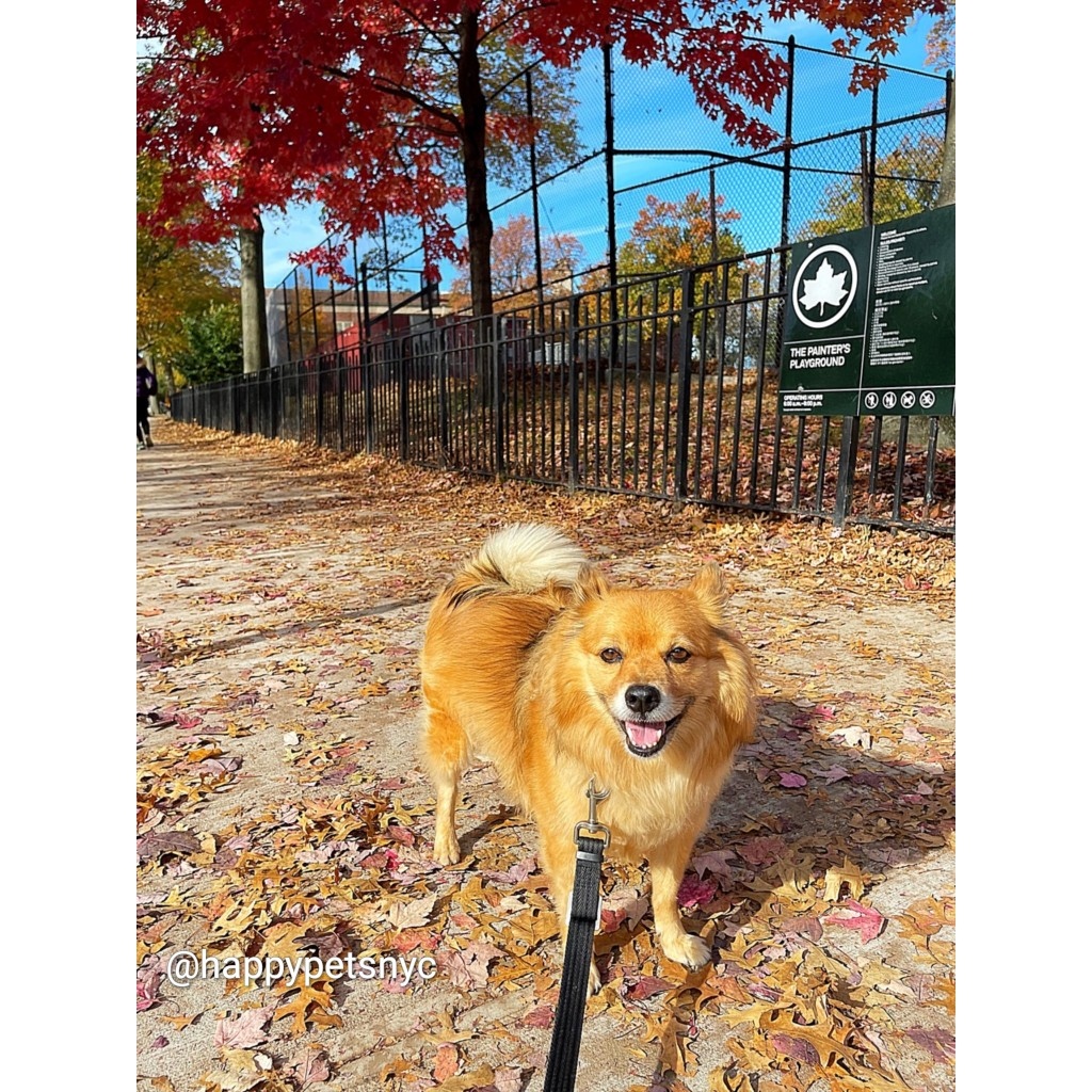 happypetsnyc's tweet photo. Our resident #fluffmonster enjoying a beautiful Fall day 🍂

Need a #dogwalker or #petsitter? Contact us today! https://t.co/5iYJ6Lrk4O⁠

#dog #dogs #toocute #woof #ilovemydogs #bestoftheboro #adoptdontshop #happypetsnyc #queens #nyc⁠ https://t.co/AbyRYk2uJM