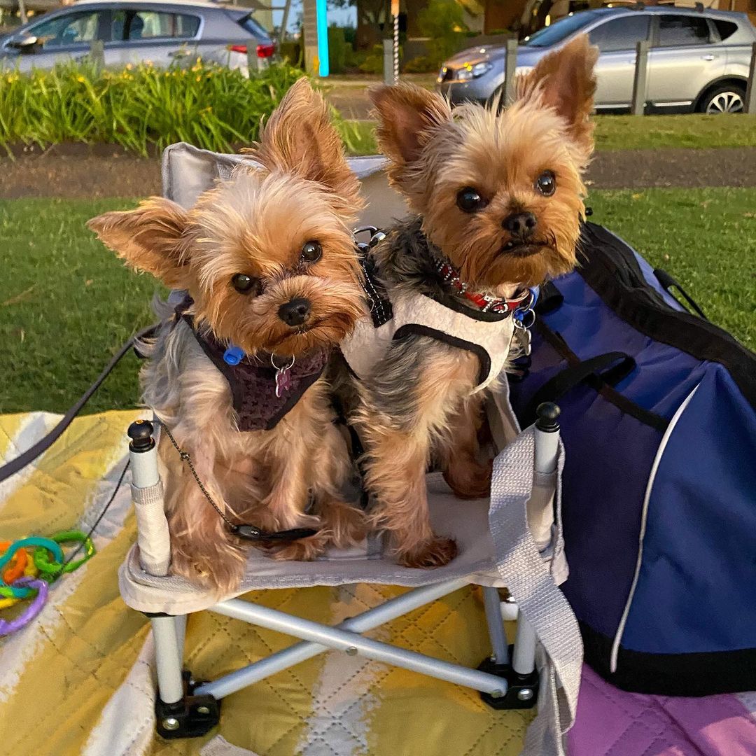 LisaLiu00121's tweet photo. So Cute 🐶🐶
#cutedogs #cuteyorkie #yorkiestyle https://t.co/3le1RlhZrh